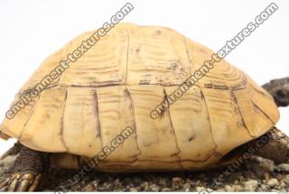 tortoise shell 0024